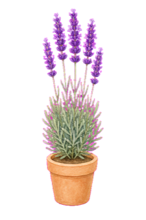 ラベンダー